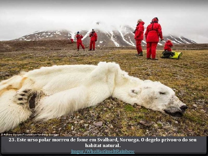 23. Este urso polar morreu de fome em Svalbard, Noruega. O degelo privou-o do