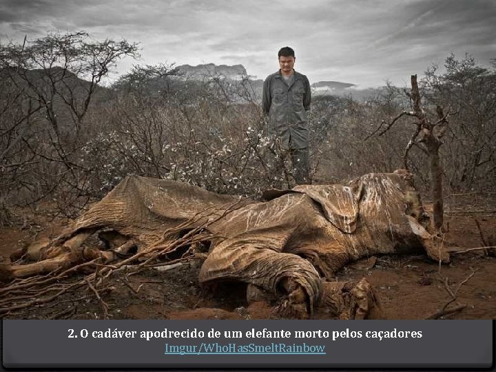 2. O cadáver apodrecido de um elefante morto pelos caçadores Imgur/Who. Has. Smelt. Rainbow