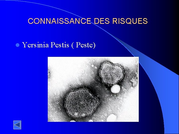 CONNAISSANCE DES RISQUES l Yersinia Pestis ( Peste) 