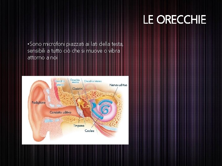 LE ORECCHIE • Sono microfoni piazzati ai lati della testa, sensibili a tutto ciò