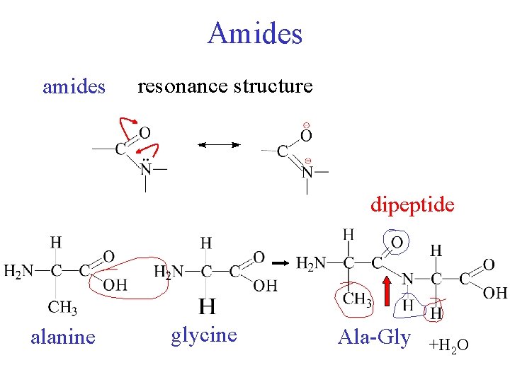 Amides amides resonance structure dipeptide alanine glycine Ala-Gly +H 2 O 