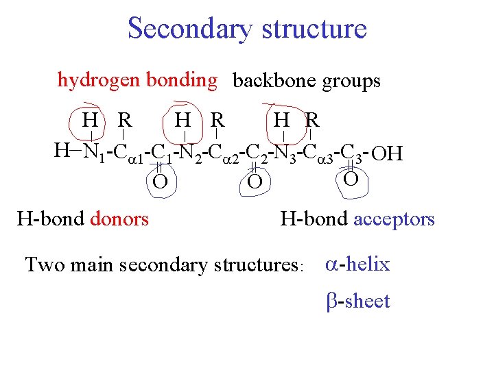 Secondary structure hydrogen bonding backbone groups = = = H-bond donors _ _ _
