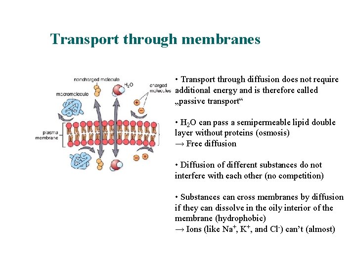 Transport through membranes • Transport through diffusion does not require additional energy and is