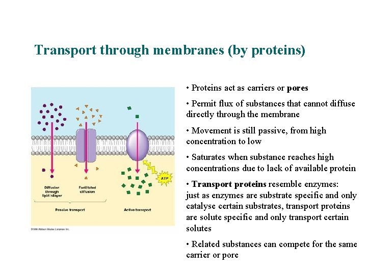 Transport through membranes (by proteins) Facilitated diffusion of ions • Proteins act as carriers