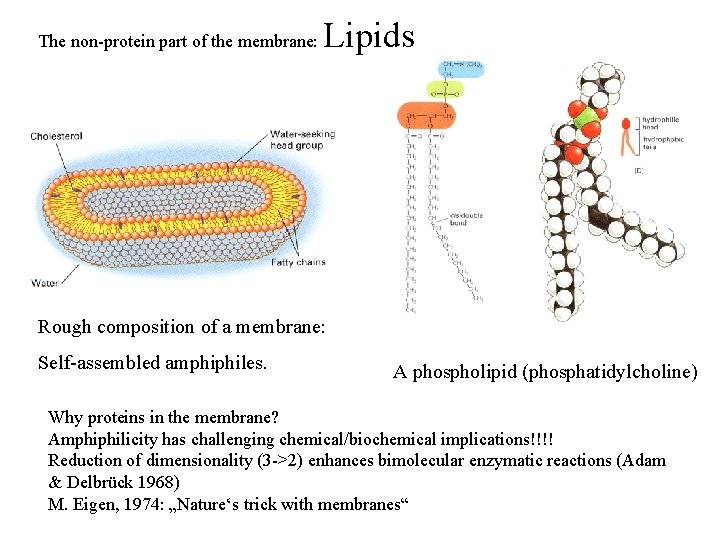 The non-protein part of the membrane: Lipids Rough composition of a membrane: Self-assembled amphiphiles.