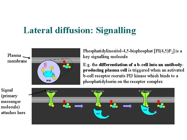 Lateral diffusion: Signalling An example Plasma membrane Signal (primary messenger molecule) attaches here Phosphatidylinositol-4,