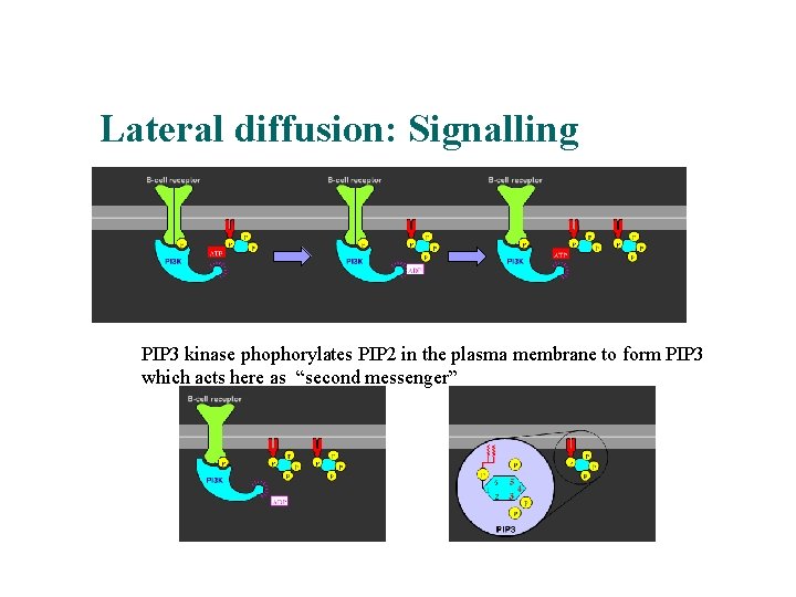 Lateral diffusion: Signalling PIP 3 kinase phophorylates PIP 2 in the plasma membrane to