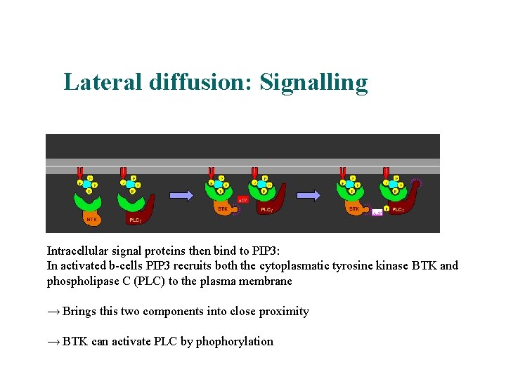 Lateral diffusion: Signalling Intracellular signal proteins then bind to PIP 3: In activated b-cells