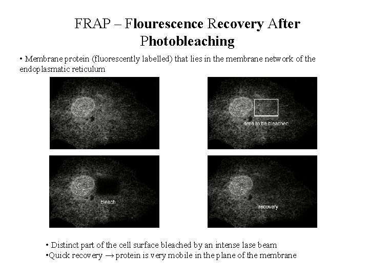 FRAP – Flourescence Recovery After Photobleaching • Membrane protein (fluorescently labelled) that lies in