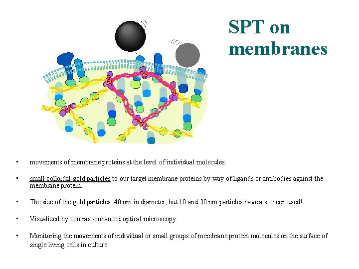 SPT on membranes • movements of membrane proteins at the level of individual molecules.