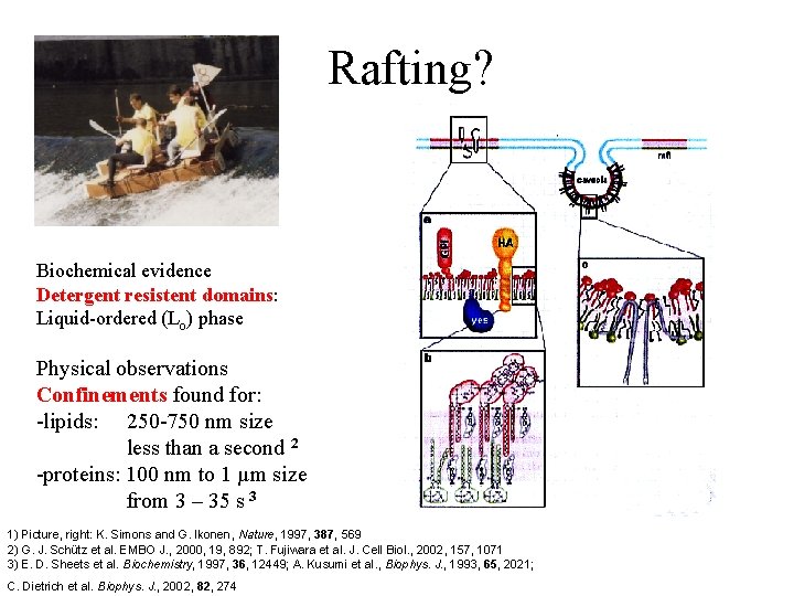 Rafting? Biochemical evidence Detergent resistent domains: Liquid-ordered (Lo) phase Physical observations Confinements found for: