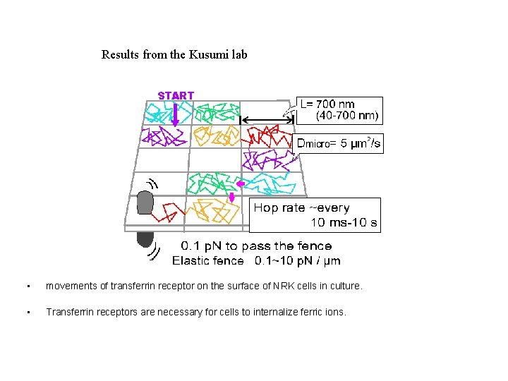 Results from the Kusumi lab • movements of transferrin receptor on the surface of