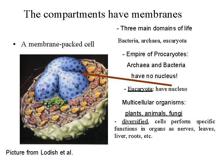 The compartments have membranes - Three main domains of life • A membrane-packed cell
