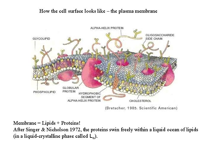 How the cell surface looks like – the plasma membrane Membrane = Lipids +