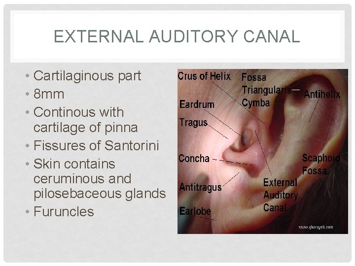 EXTERNAL AUDITORY CANAL • Cartilaginous part • 8 mm • Continous with cartilage of