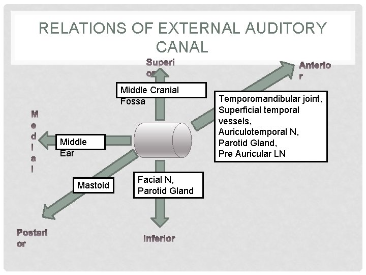 RELATIONS OF EXTERNAL AUDITORY CANAL Middle Cranial Fossa Middle Ear Mastoid Facial N, Parotid