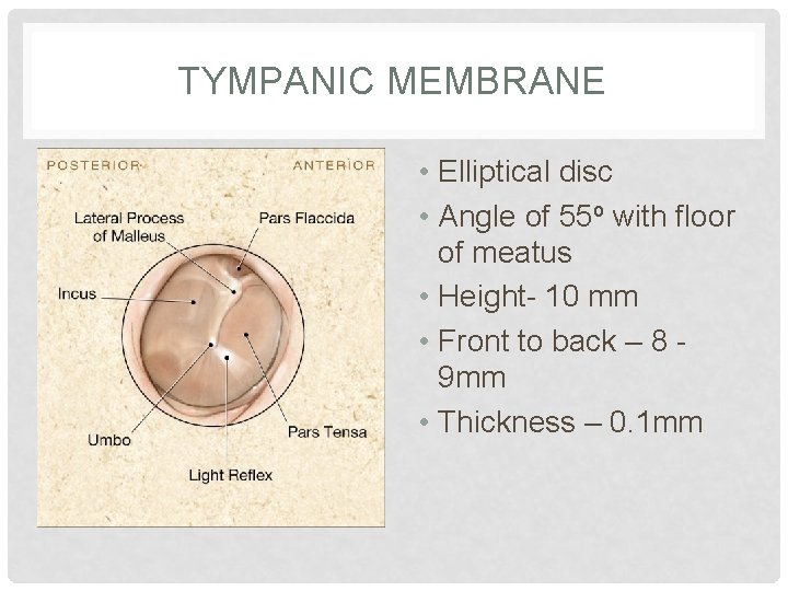TYMPANIC MEMBRANE • Elliptical disc • Angle of 55 o with floor of meatus