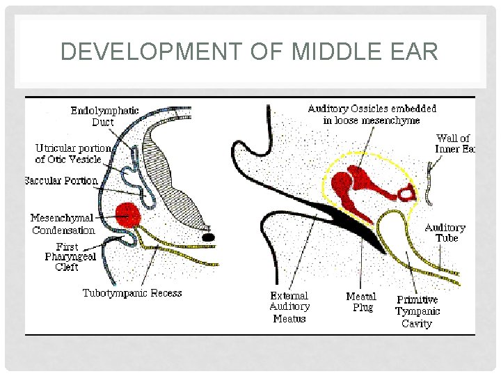 DEVELOPMENT OF MIDDLE EAR 