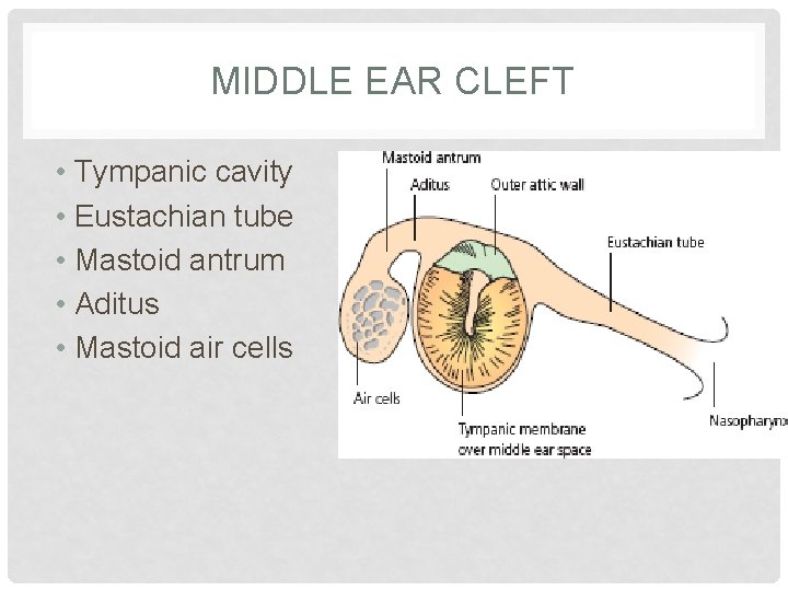 MIDDLE EAR CLEFT • Tympanic cavity • Eustachian tube • Mastoid antrum • Aditus