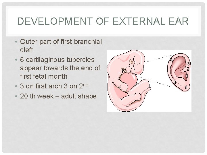 DEVELOPMENT OF EXTERNAL EAR • Outer part of first branchial cleft • 6 cartilaginous