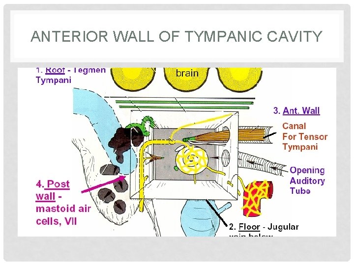 ANTERIOR WALL OF TYMPANIC CAVITY 