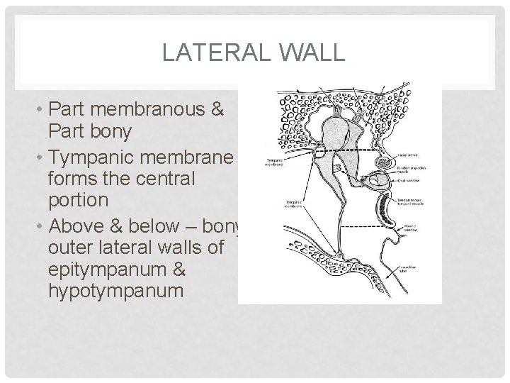 LATERAL WALL • Part membranous & Part bony • Tympanic membrane forms the central