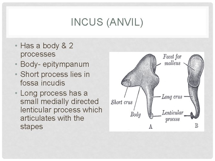 INCUS (ANVIL) • Has a body & 2 processes • Body- epitympanum • Short