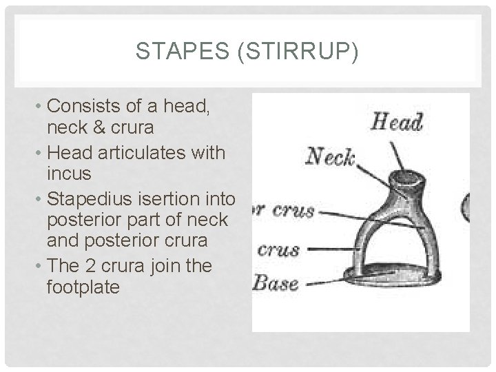 STAPES (STIRRUP) • Consists of a head, neck & crura • Head articulates with