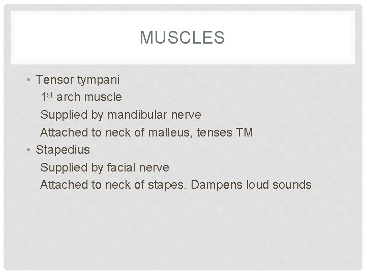 MUSCLES • Tensor tympani 1 st arch muscle Supplied by mandibular nerve Attached to