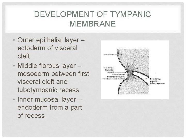 DEVELOPMENT OF TYMPANIC MEMBRANE • Outer epithelial layer – ectoderm of visceral cleft •