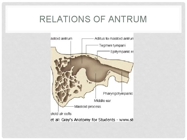 RELATIONS OF ANTRUM 