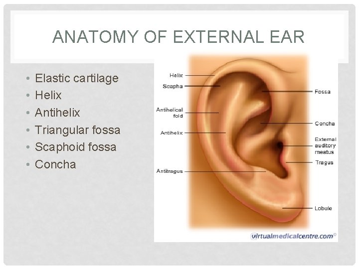 ANATOMY OF EXTERNAL EAR • • • Elastic cartilage Helix Antihelix Triangular fossa Scaphoid