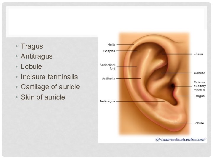  • • • Tragus Antitragus Lobule Incisura terminalis Cartilage of auricle Skin of