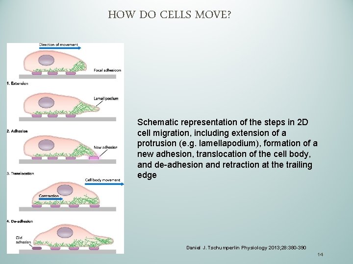 HOW DO CELLS MOVE? Schematic representation of the steps in 2 D cell migration,