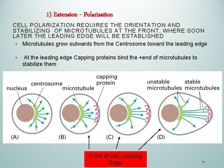 1) Extension - Polarization CELL POLARIZATION REQUIRES THE ORIENTATION AND STABILIZING OF MICROTUBULES AT