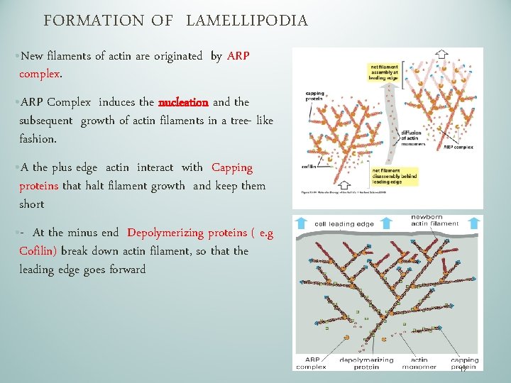 FORMATION OF LAMELLIPODIA • New filaments of actin are originated by ARP complex. •