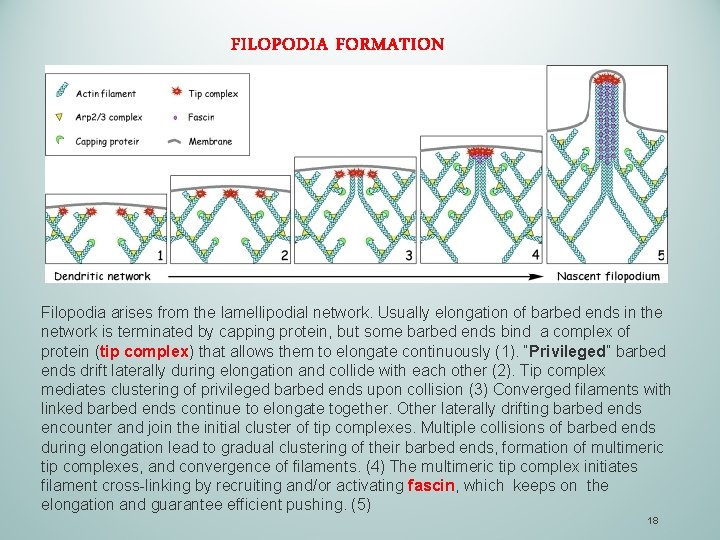 FILOPODIA FORMATION Filopodia arises from the lamellipodial network. Usually elongation of barbed ends in