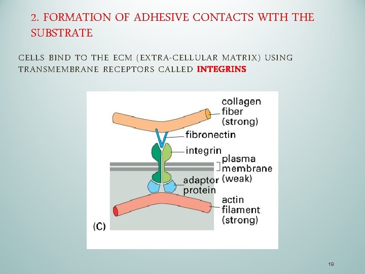 2. FORMATION OF ADHESIVE CONTACTS WITH THE SUBSTRATE CELLS BIND TO THE ECM (EXTRA-CELLULAR