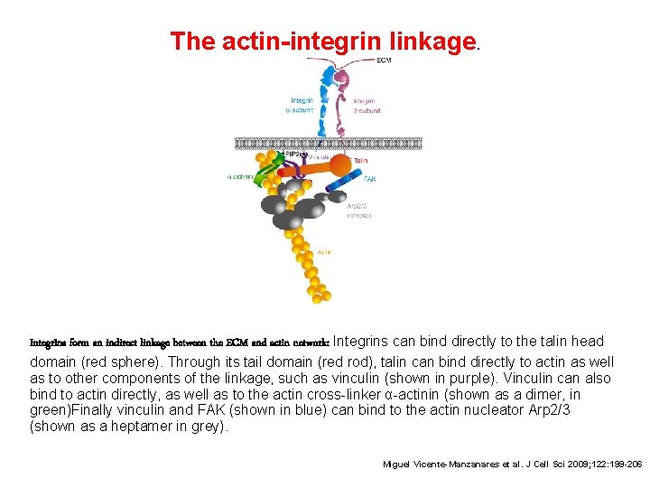 The actin-integrin linkage. Integrins form an indirect linkage between the ECM and actin network: