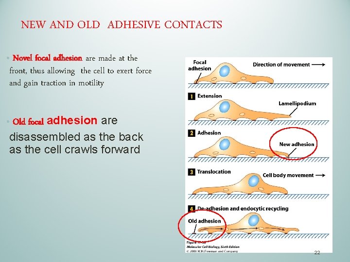 NEW AND OLD ADHESIVE CONTACTS • Novel focal adhesion are made at the front,