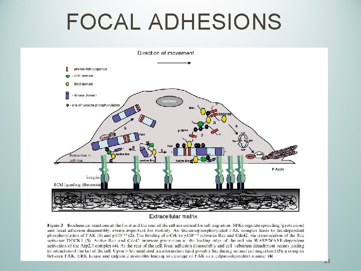 FOCAL ADHESIONS 23 