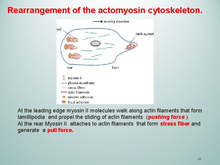 Rearrangement of the actomyosin cytoskeleton. At the leading edge myosin II molecules walk along