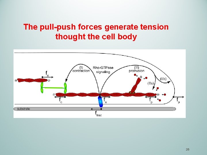 The pull-push forces generate tension thought the cell body 26 