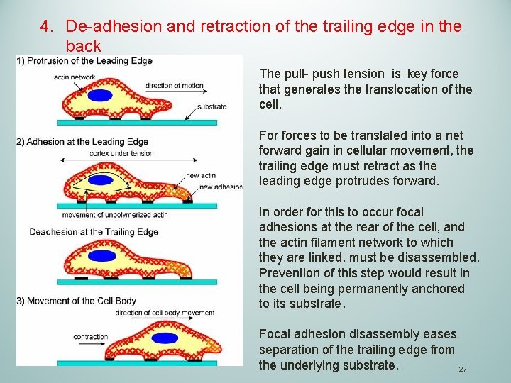 4. De-adhesion and retraction of the trailing edge in the back The pull- push