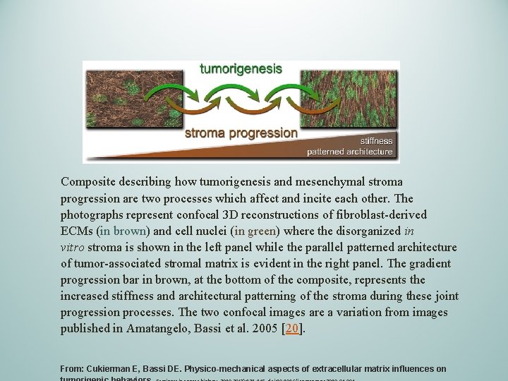 Composite describing how tumorigenesis and mesenchymal stroma progression are two processes which affect and