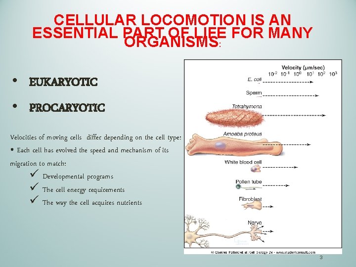 CELLULAR LOCOMOTION IS AN ESSENTIAL PART OF LIFE FOR MANY ORGANISMS: • EUKARYOTIC •