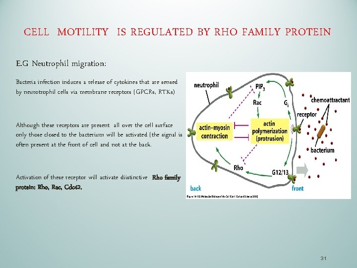 CELL MOTILITY IS REGULATED BY RHO FAMILY PROTEIN E. G Neutrophil migration: Bacteria infection