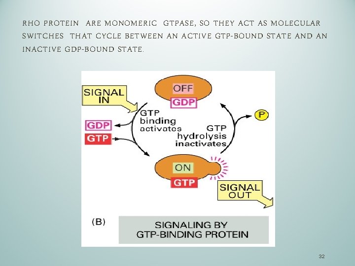 RHO PROTEIN ARE MONOMERIC GTPASE, SO THEY ACT AS MOLECULAR SWITCHES THAT CYCLE BETWEEN