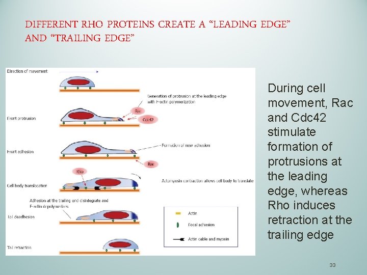 DIFFERENT RHO PROTEINS CREATE A “LEADING EDGE” AND “TRAILING EDGE” During cell movement, Rac