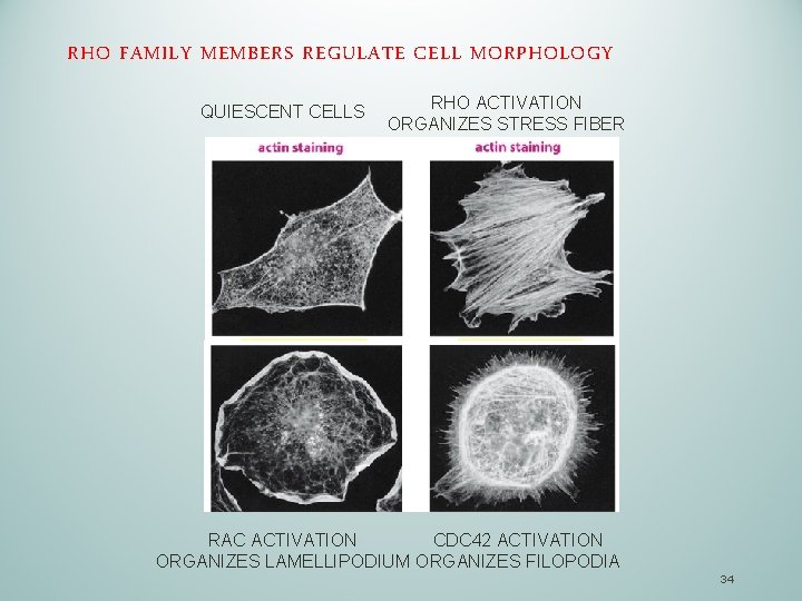 RHO FAMILY MEMBERS REGULATE CELL MORPHOLOGY QUIESCENT CELLS RHO ACTIVATION ORGANIZES STRESS FIBER RAC